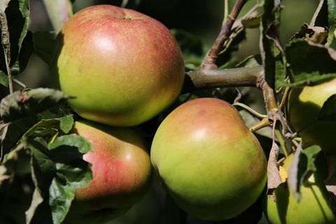 成熟青苹果素材图片