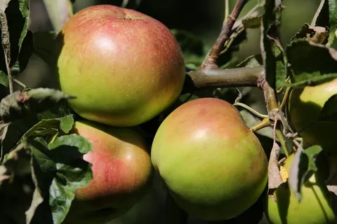 成熟青苹果素材图片
