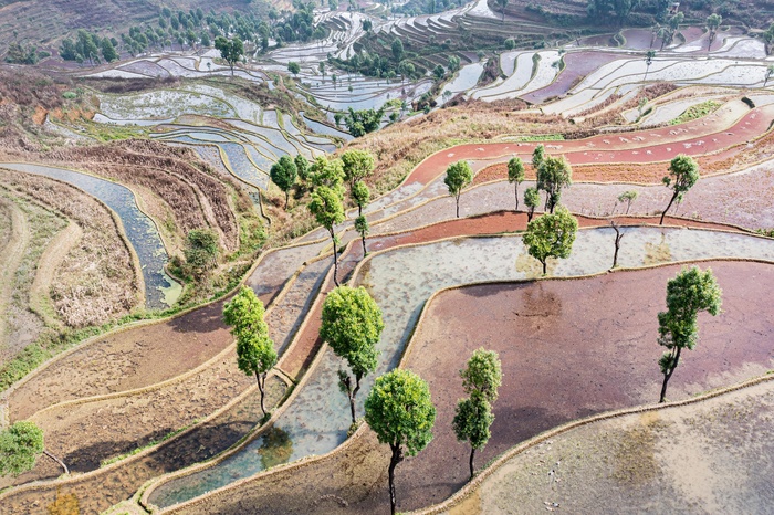 元阳杨柳梯田