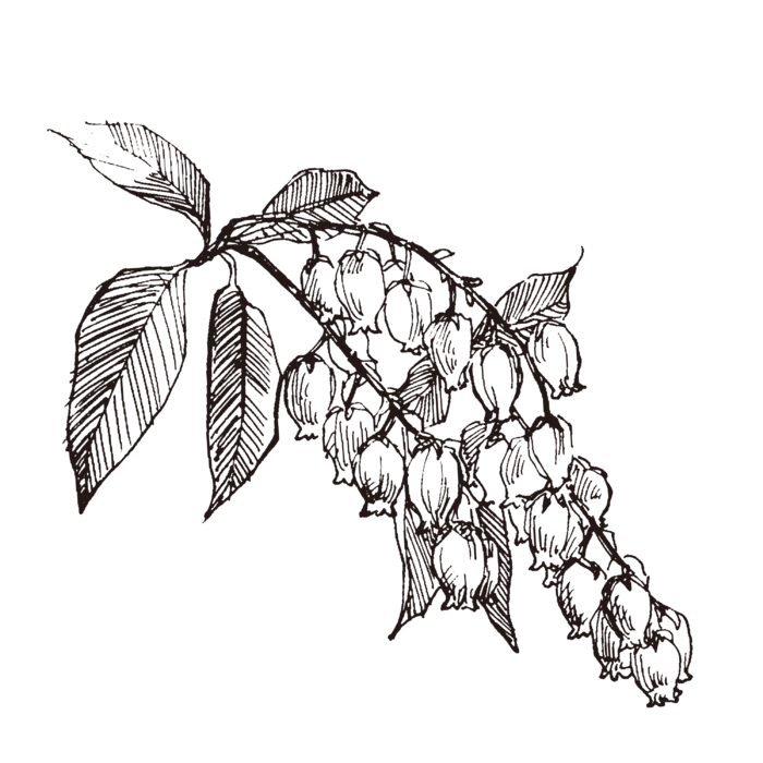 线条草本花卉手绘植物-杜鹃花