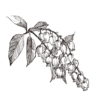 线条草本花卉手绘植物-杜鹃花