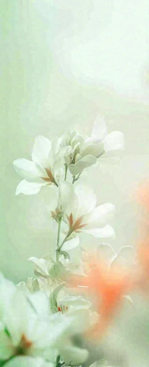 白色清新花朵朦胧唯美意境，鲜花摄影图