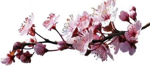 樱花 PNG免抠(1202x540)