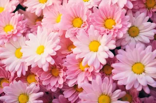 粉红菊花花簇摄影图