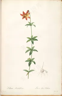 雷杜德原版高清唯美喇叭花水彩插画装饰画 雷杜德原版高清唯美喇叭花水彩插画装饰画