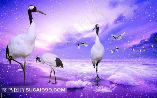 雪中的白鹤摄影素材 雪中的白鹤摄影素材