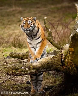 站立的老虎图片