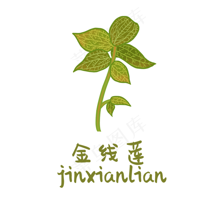 手绘草本中药药材金线莲