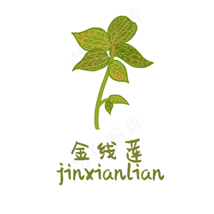 手绘草本中药药材金线莲
