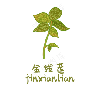 手绘草本中药药材金线莲