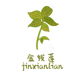 手绘草本中药药材金线莲 手绘草本中药药材金线莲