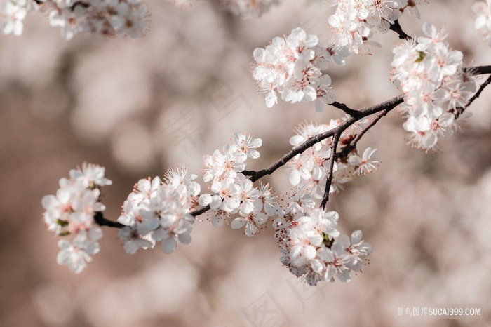 樱花花卉镜头特写图片