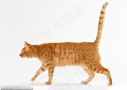 可爱猫咪-竖起尾巴的小猫