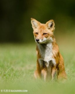 唯美野生动物金黄色小狐狸图片
