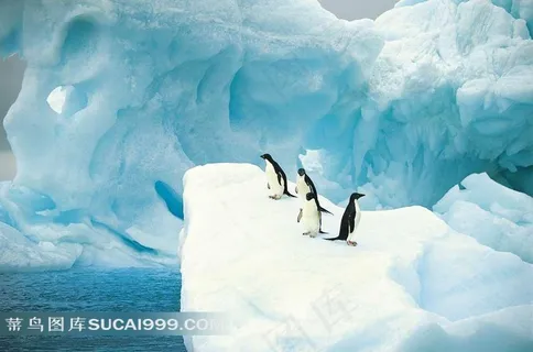 冰川上的企鹅摄影