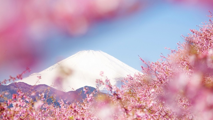 富士山樱花高清背景③