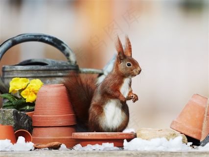 可爱的松鼠摄影素材