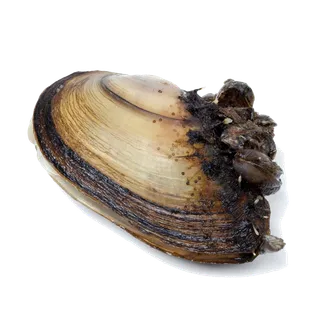 螺贝类带壳类(16)海鲜超市商品红酒白底图免抠实物摄影png格式图片透明底