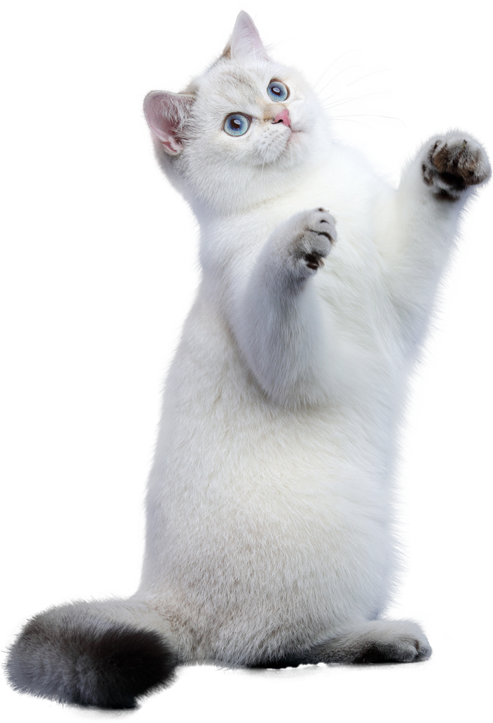 免扣素材实物猫咪摄影