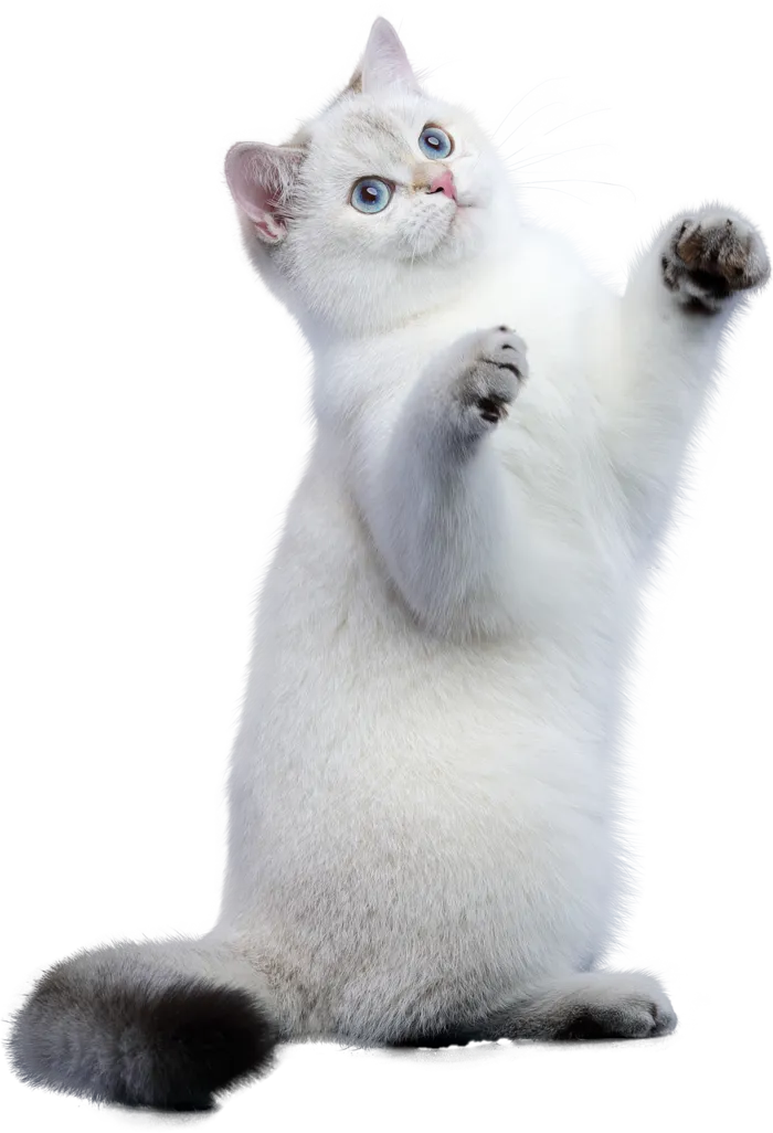 免扣素材实物猫咪摄影