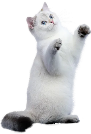 免扣素材实物猫咪摄影