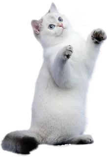 免扣素材实物猫咪摄影 免扣素材实物猫咪摄影