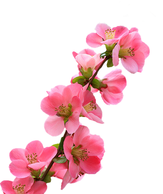 免抠桃花，花瓣，唯美，粉色