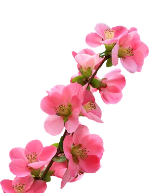 免抠桃花，花瓣，唯美，粉色