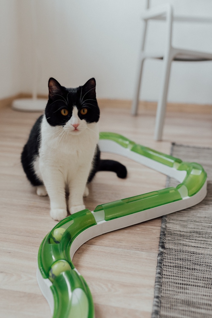可爱猫咪猫猫摄影素材