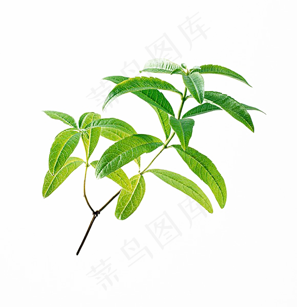 手绘草本中药药材