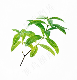 手绘草本中药药材