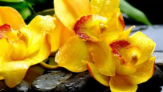 兰花黄色花卉花朵高清图片