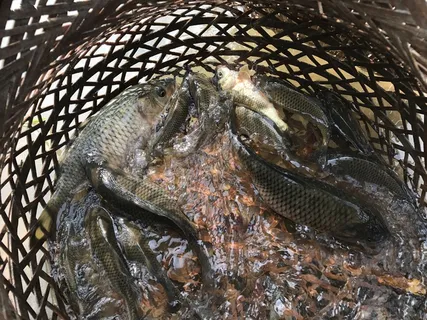 竹编篮子抓鱼稻田鱼