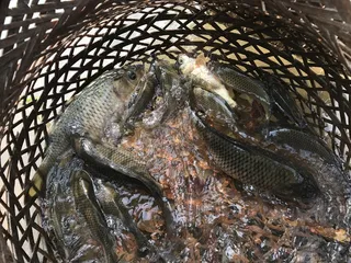 竹编篮子抓鱼稻田鱼