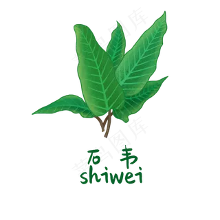 手绘草本中药药材石韦