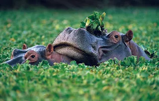 水田里的河马图片