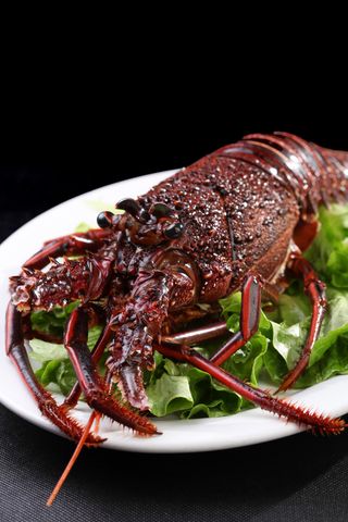大龙虾 (5)