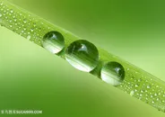 树叶水珠水滴高清图