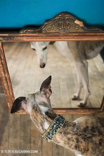 高清照镜子的惠比特犬狗狗图片