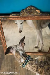 高清照镜子的惠比特犬狗狗图片