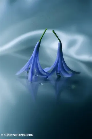 唯美迷人蓝色鲜花图片