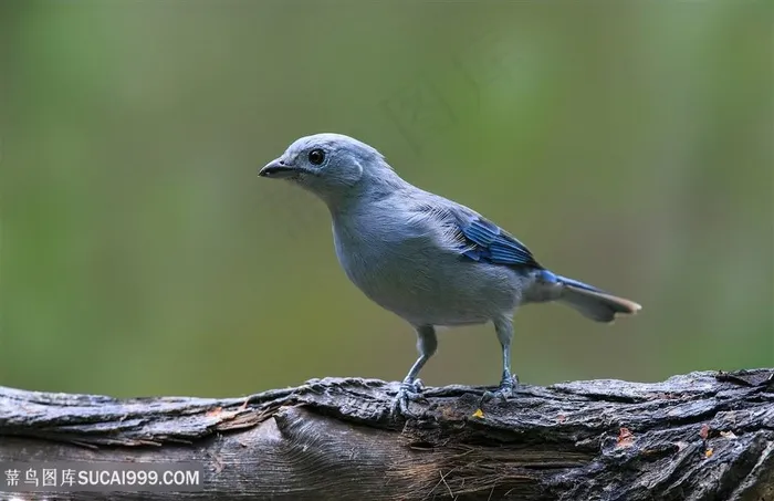 高清树上蓝歌鸲鸟类图片