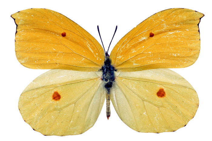 蝴蝶 彩蝶 花蝴蝶 动物 昆虫 免抠 (5)