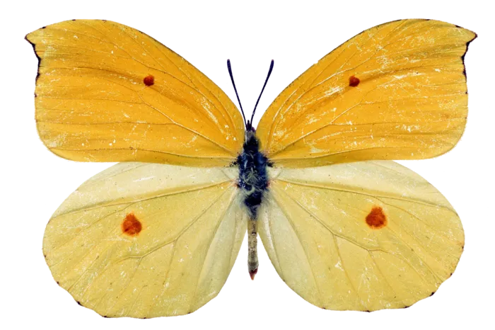 蝴蝶 彩蝶 花蝴蝶 动物 昆虫 免抠 (5)