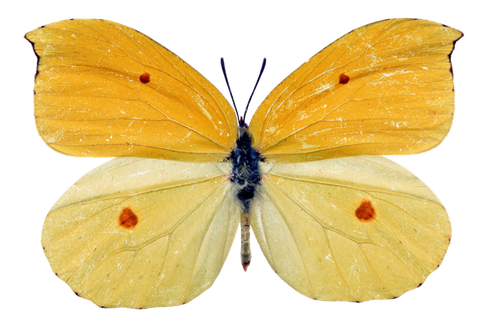 蝴蝶 彩蝶 花蝴蝶 动物 昆虫 免抠 (5)