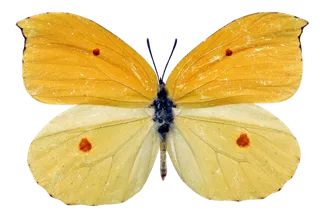 蝴蝶 彩蝶 花蝴蝶 动物 昆虫 免抠 (5)