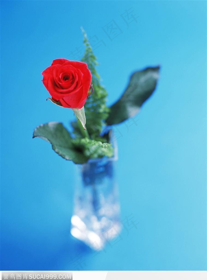花艺摆设-花瓶中的红色玫瑰