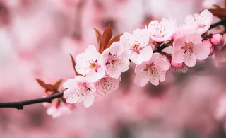 樱花盛开的壁纸摄影图壁纸