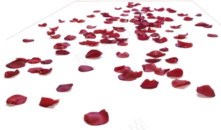 花瓣花朵免扣图片 