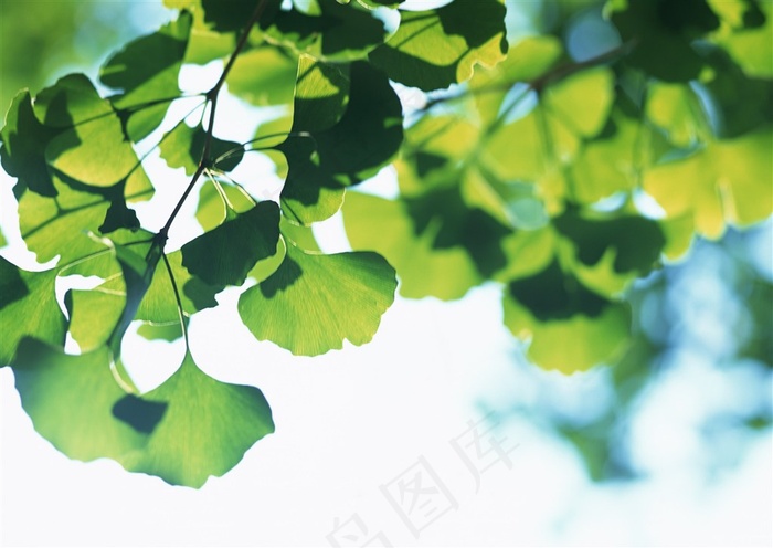 森林树木春天风景图片素材